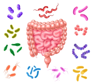 Intestino e Microbiota Intestinal: O Segredo para um Corpo e Mente Saudáveis